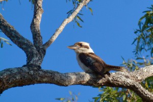 Australia, QLD – kookaburrah