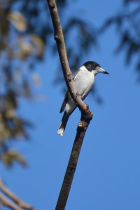 Australia, Bawley Point – Butcherbird