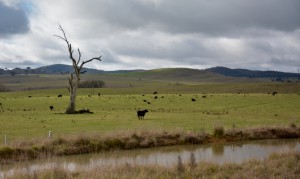 Australia ACT – landscape