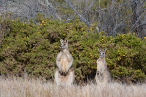 Australia, VIC – red kangaroos