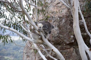 koala – Hanging Rock VIC Australia